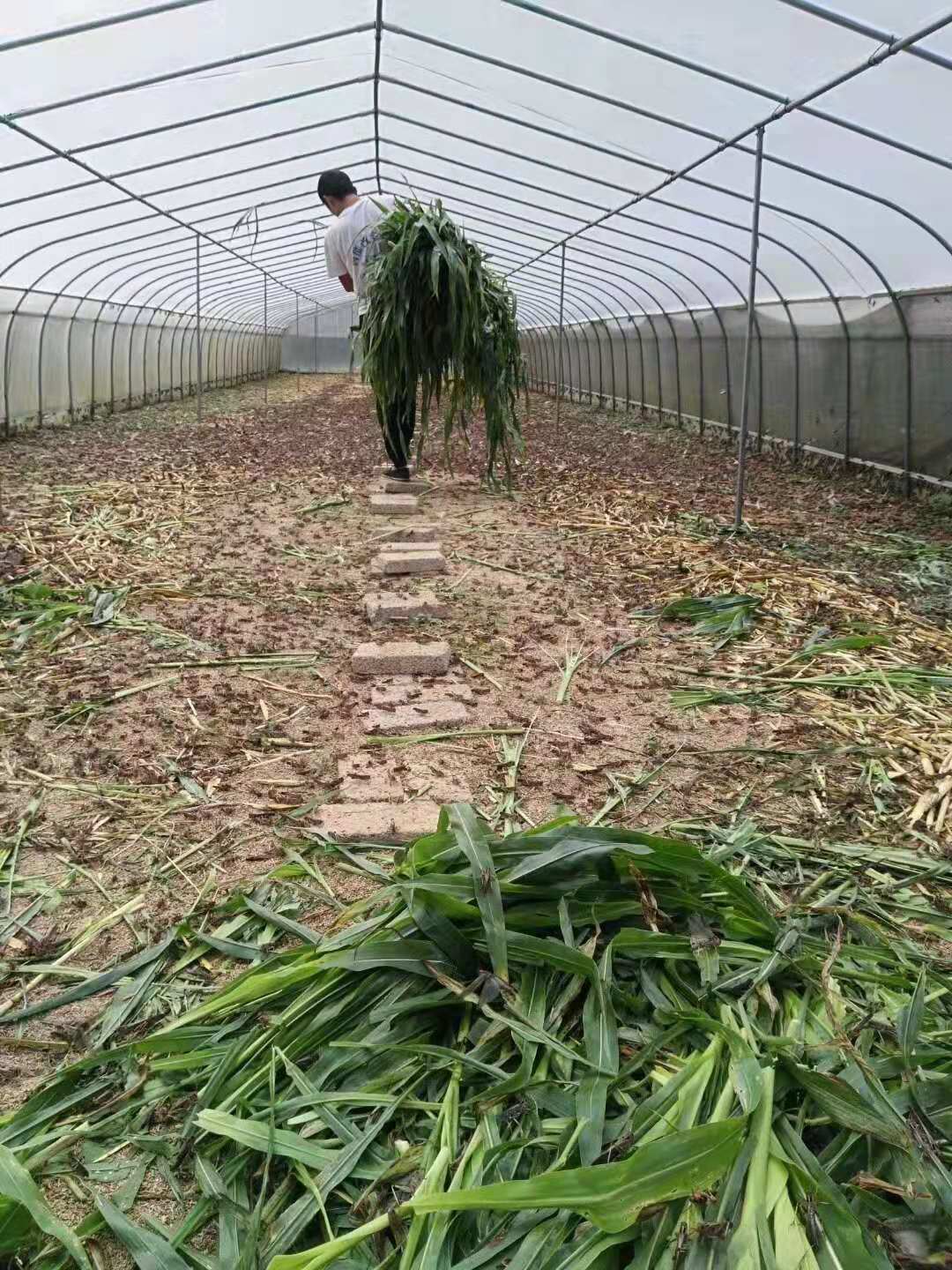 全新料加宽的蚂蚱网 优质蝗虫网直供厂家直销