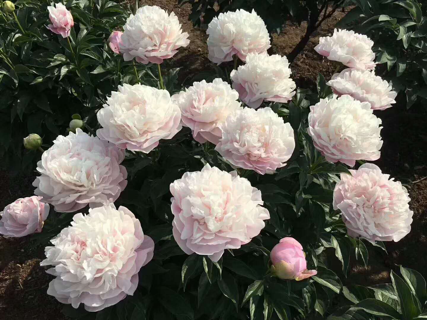 山东大芍药、观赏芍药花苗批发