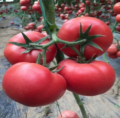 杭州露地种西红柿苗品种 上海抗重茬粉果番茄苗