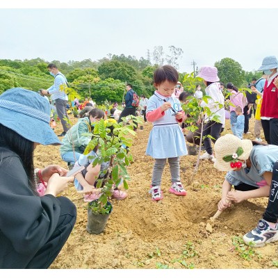 2023年惠州学校组织植树春游去哪好玩？