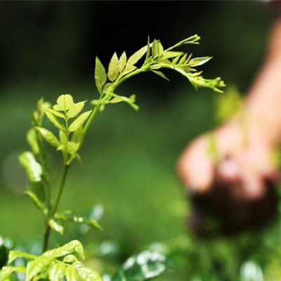 要不是来凤藤茶这些优点，我都喝别的富硒茶去了