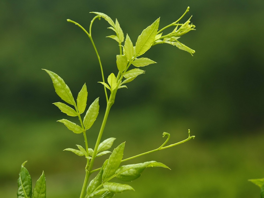 来凤藤茶新茶上市，您关心的在这