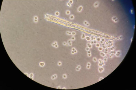 zlzt生物小鼠表皮细胞JB6Cl30-7b